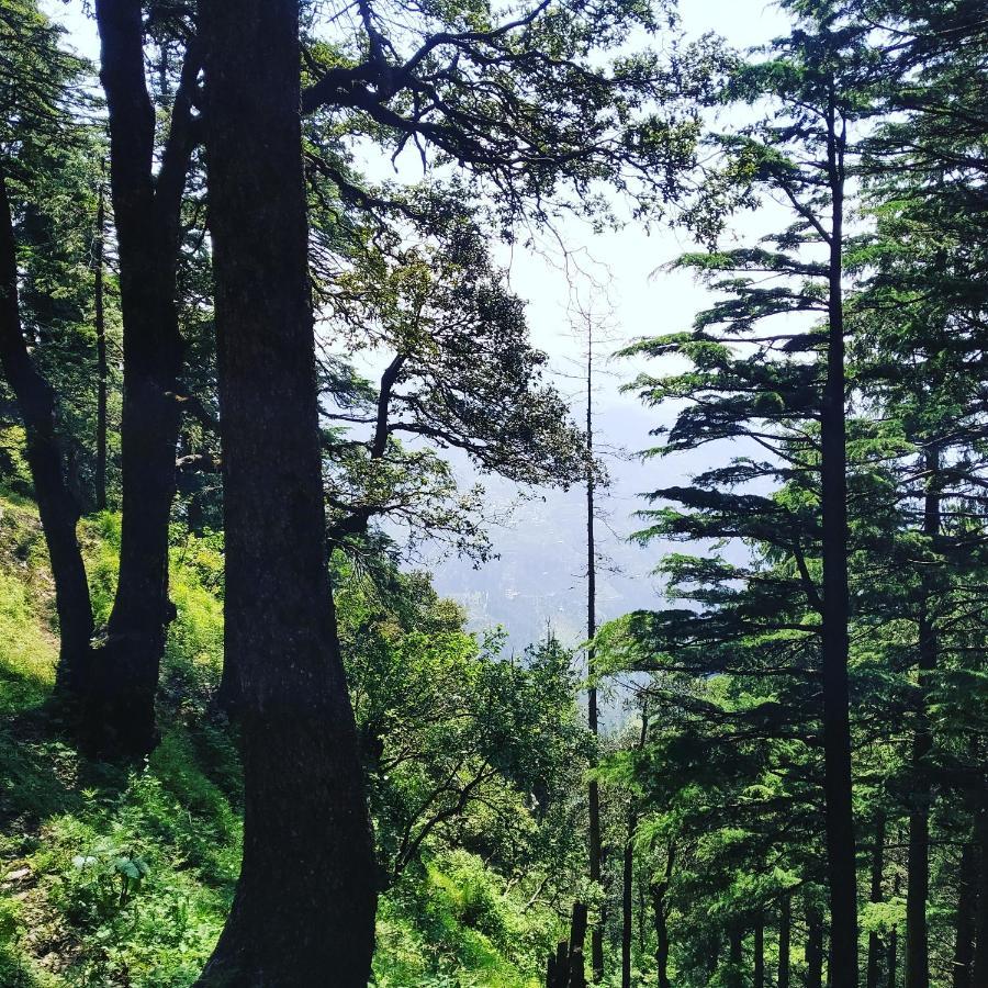 Shimla Pines Homestay ภายนอก รูปภาพ