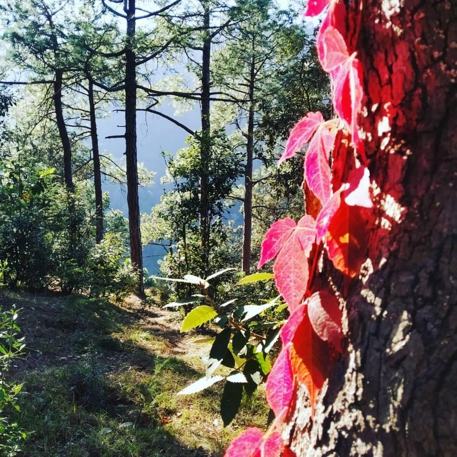 Shimla Pines Homestay ภายนอก รูปภาพ